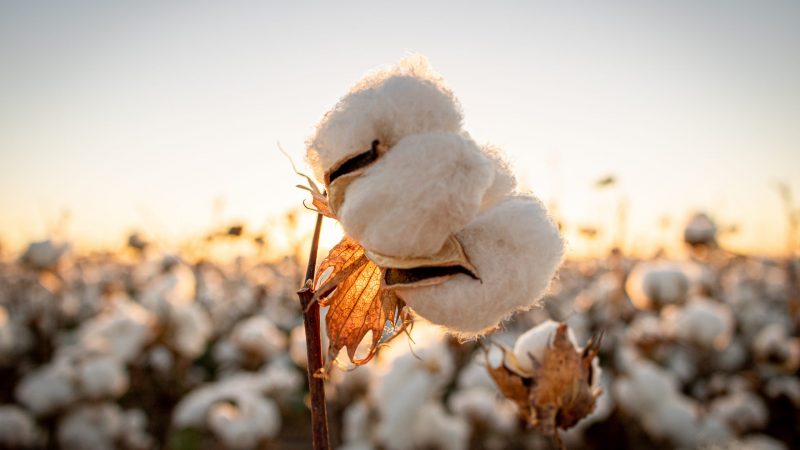 Cotton and the global economy