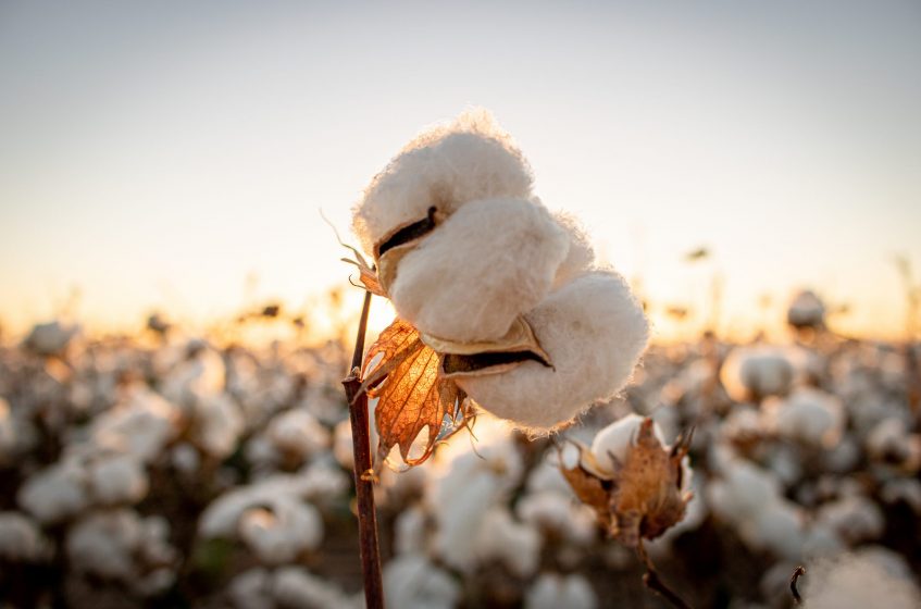 Cotton and the global economy